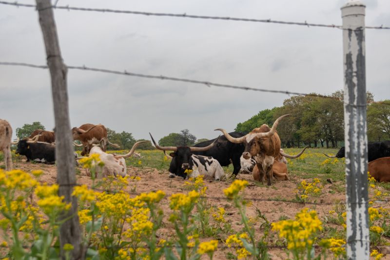 Cattle Fence Repair